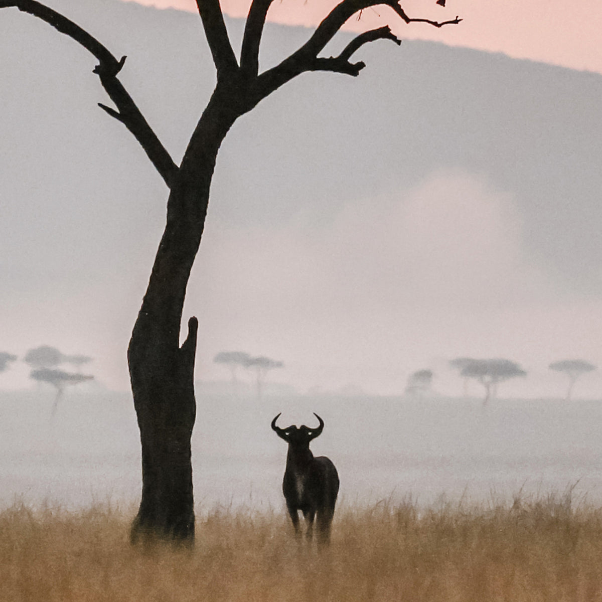 Close-up of a silhouette of a wildebeest standing in a misty field with a tree and distant trees in the background.