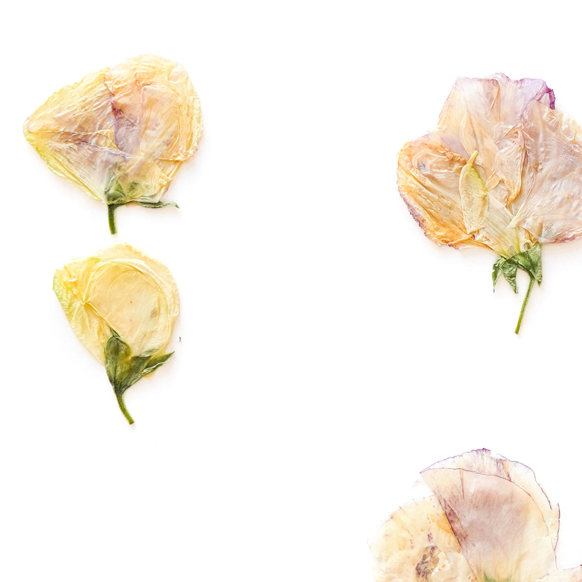 April Sweet Pea Pressed Floral Custom Name Print