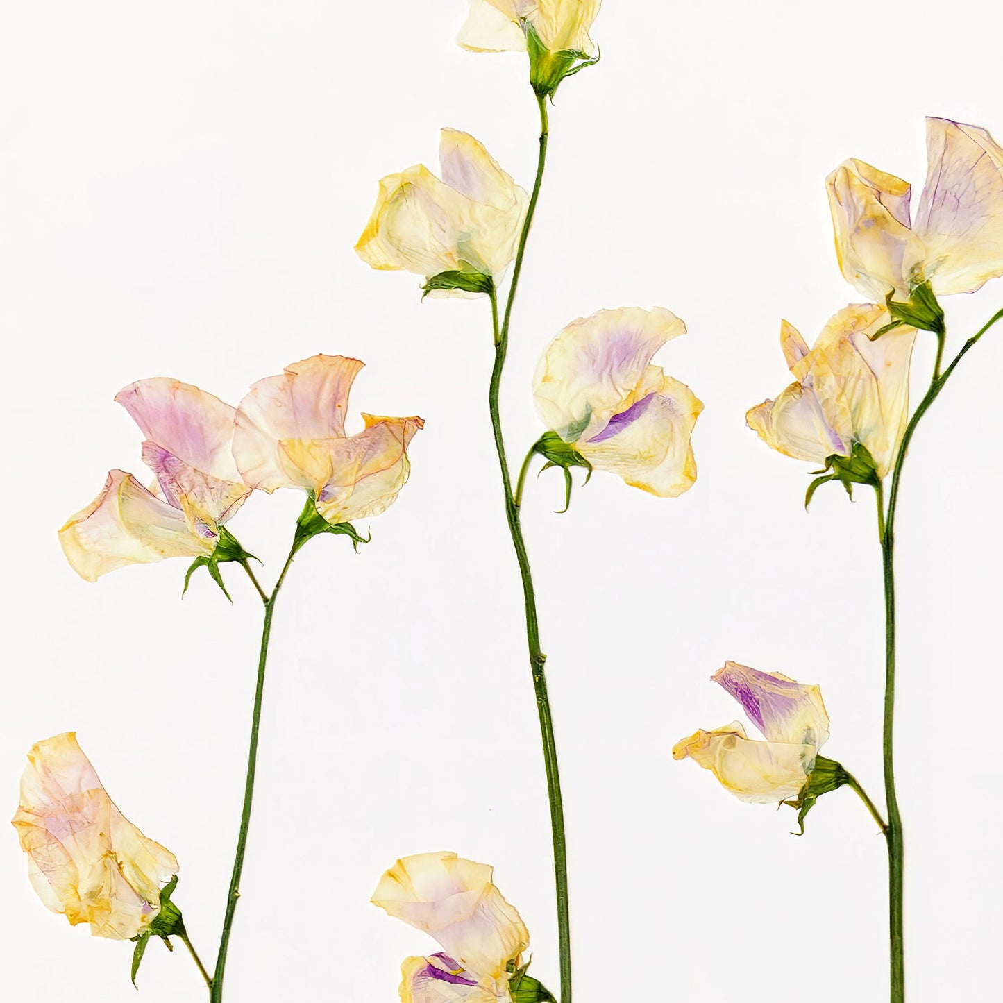 Apri Sweet Pea Pressed Floral Print