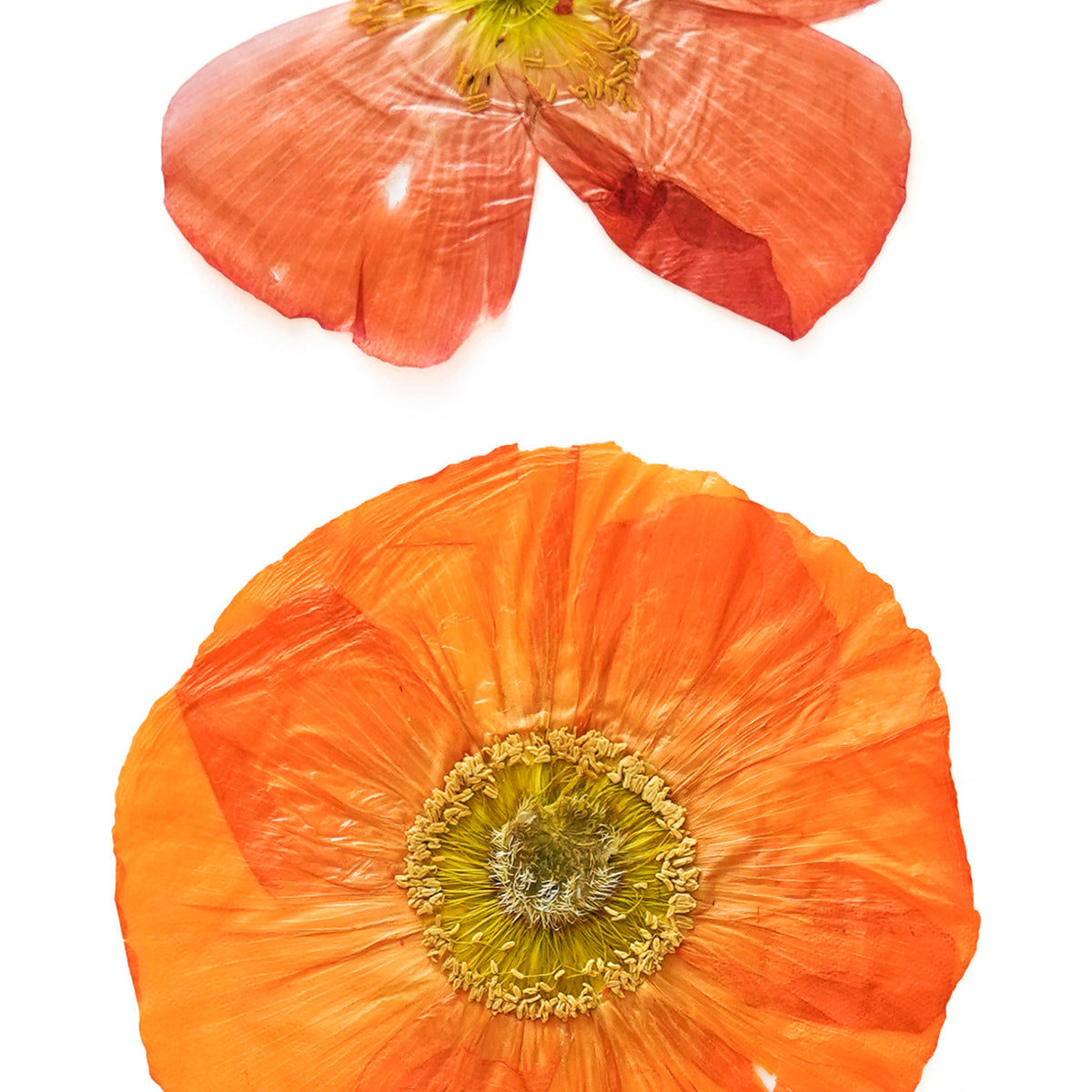 August Poppy Pressed Floral Custom Name Print