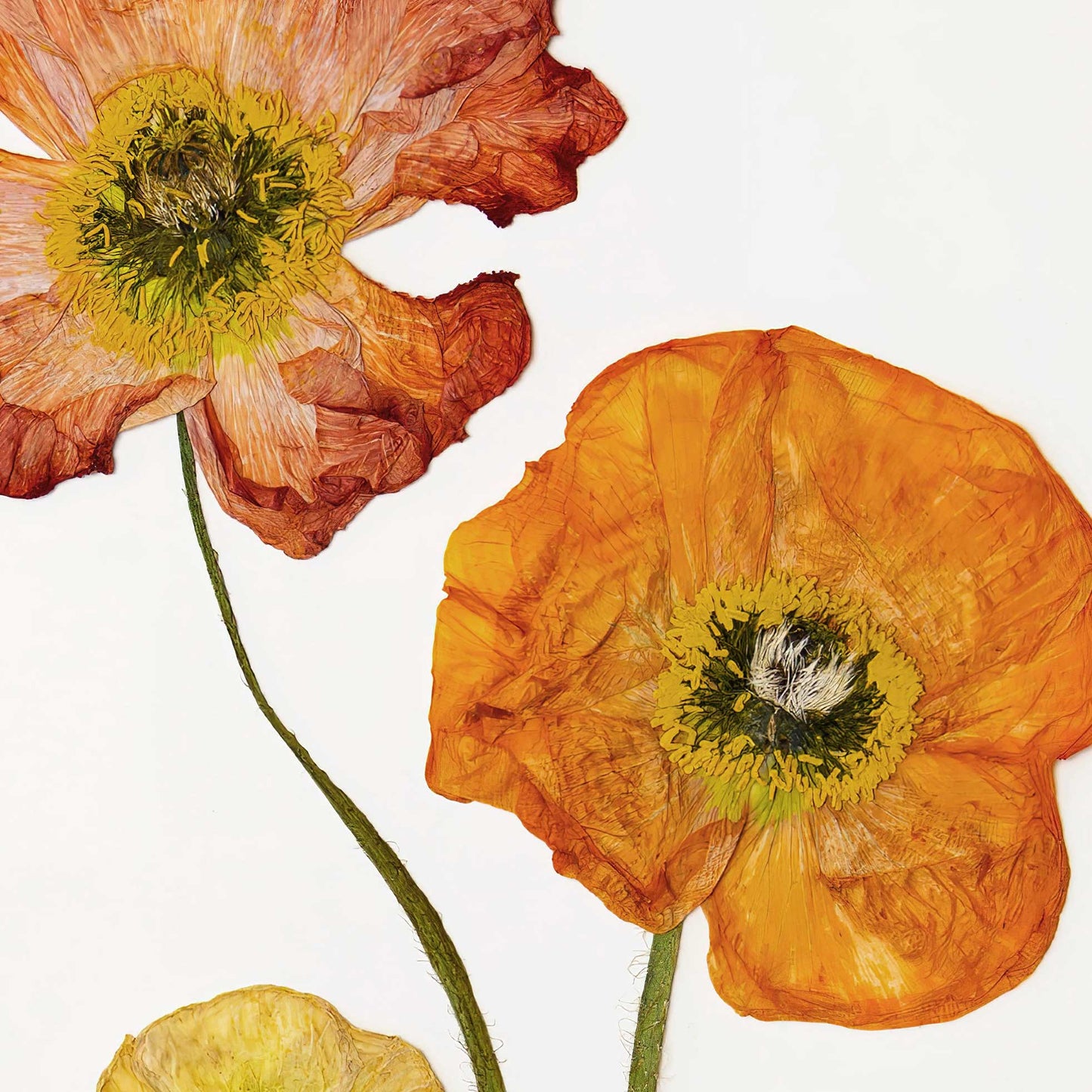 August Poppy Pressed Floral Print