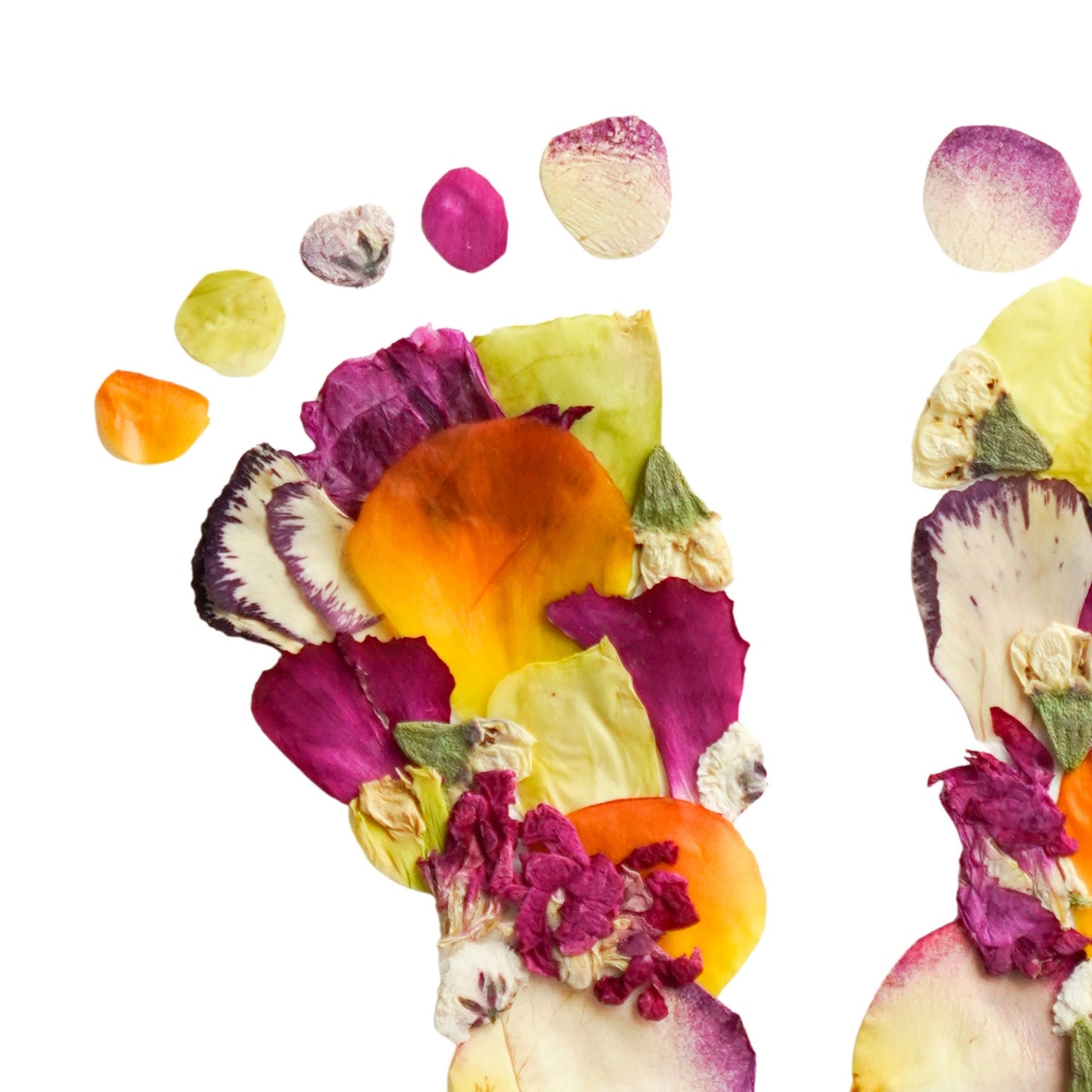 Baby Blooms Sunset Pressed Floral Print