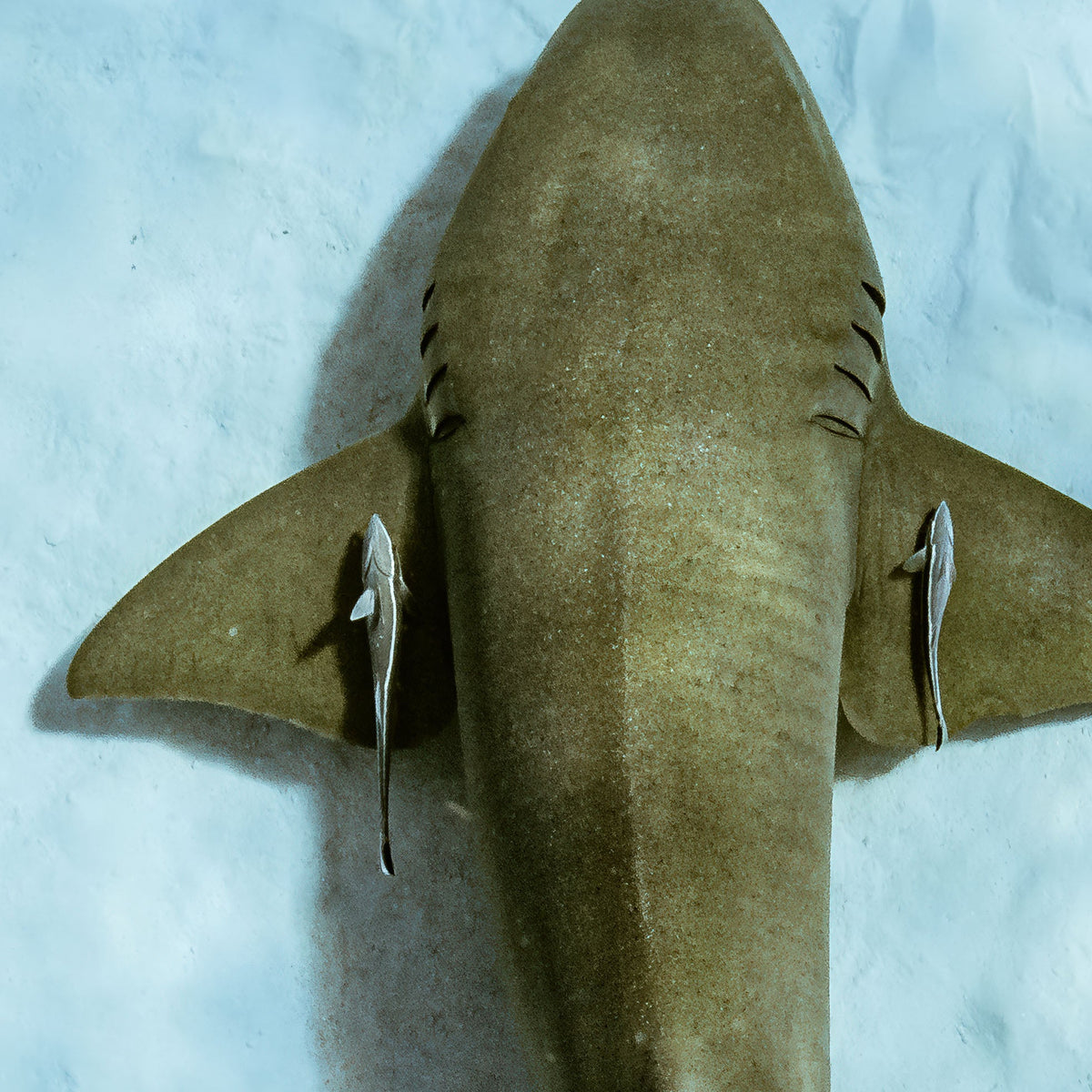 Close-up on a shark and two pilot fish swimming above a cyan-tinted sandy ocean floor