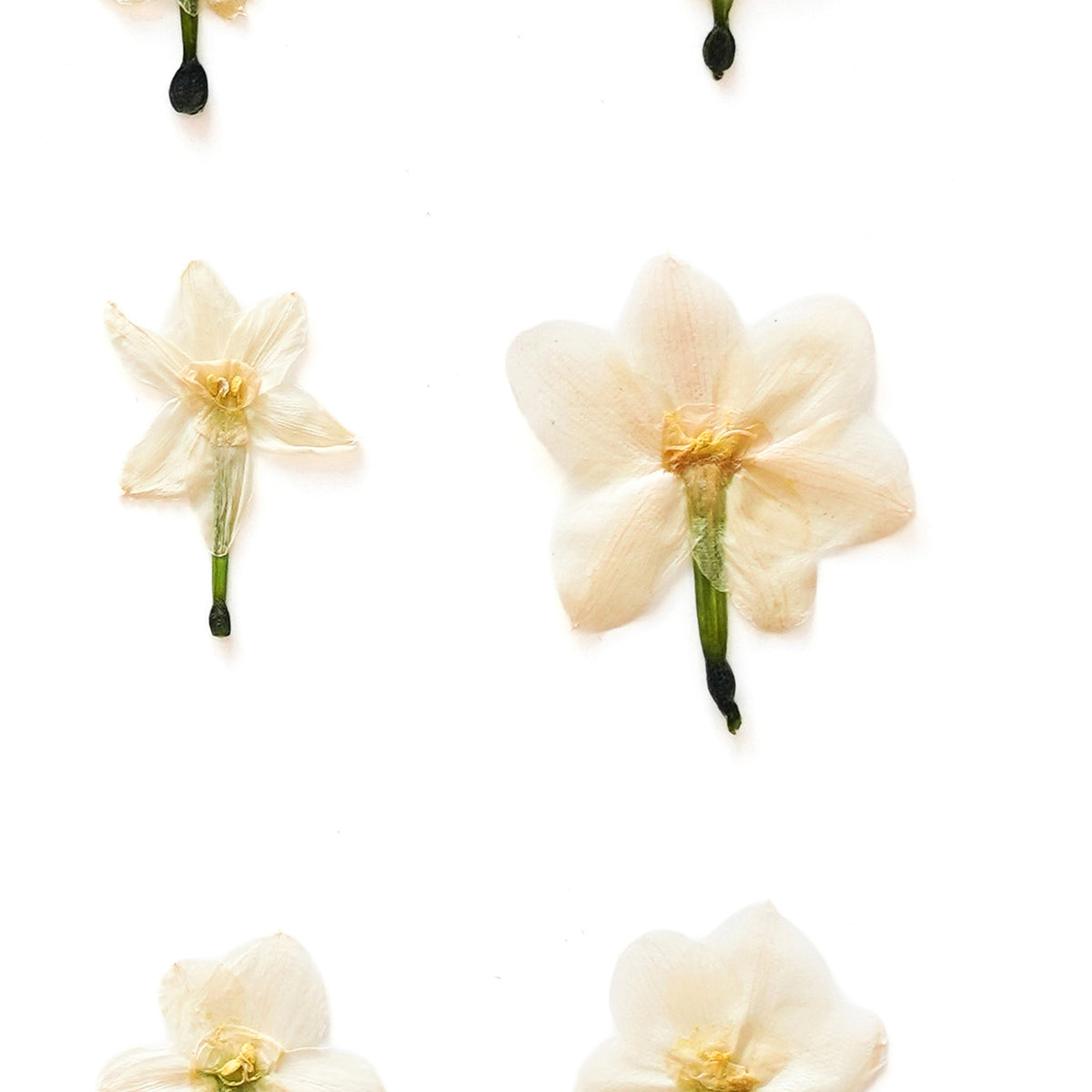 December Narcissus Pressed Floral Custom Name Print