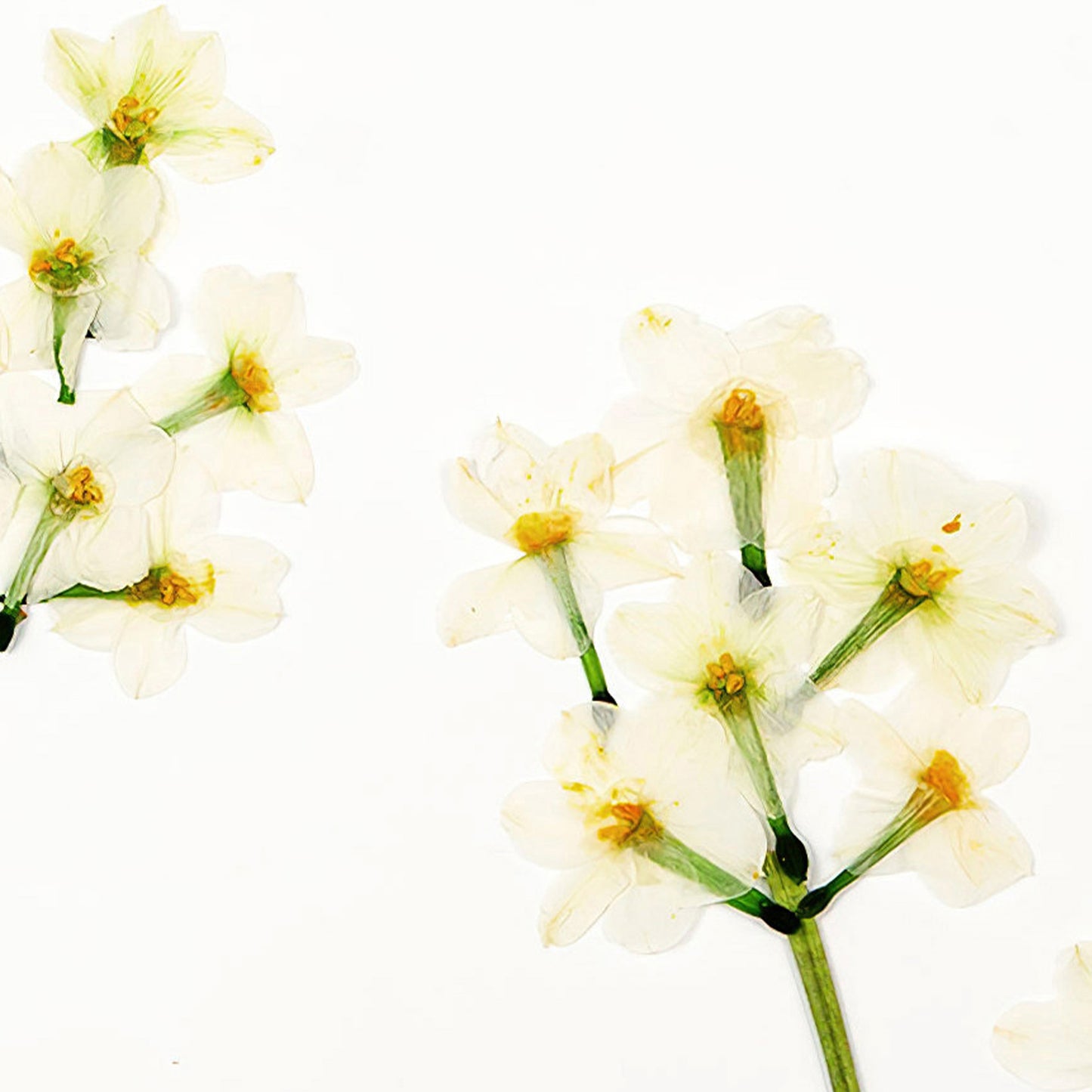 December Narcissus Pressed Floral Print