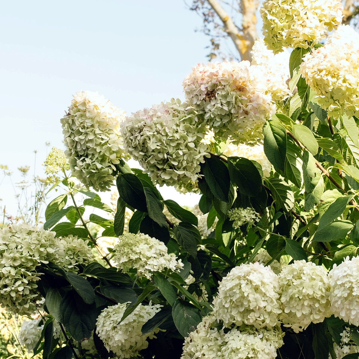 Close-up of white hydrangea flowers with green leaves against a light blue sky.