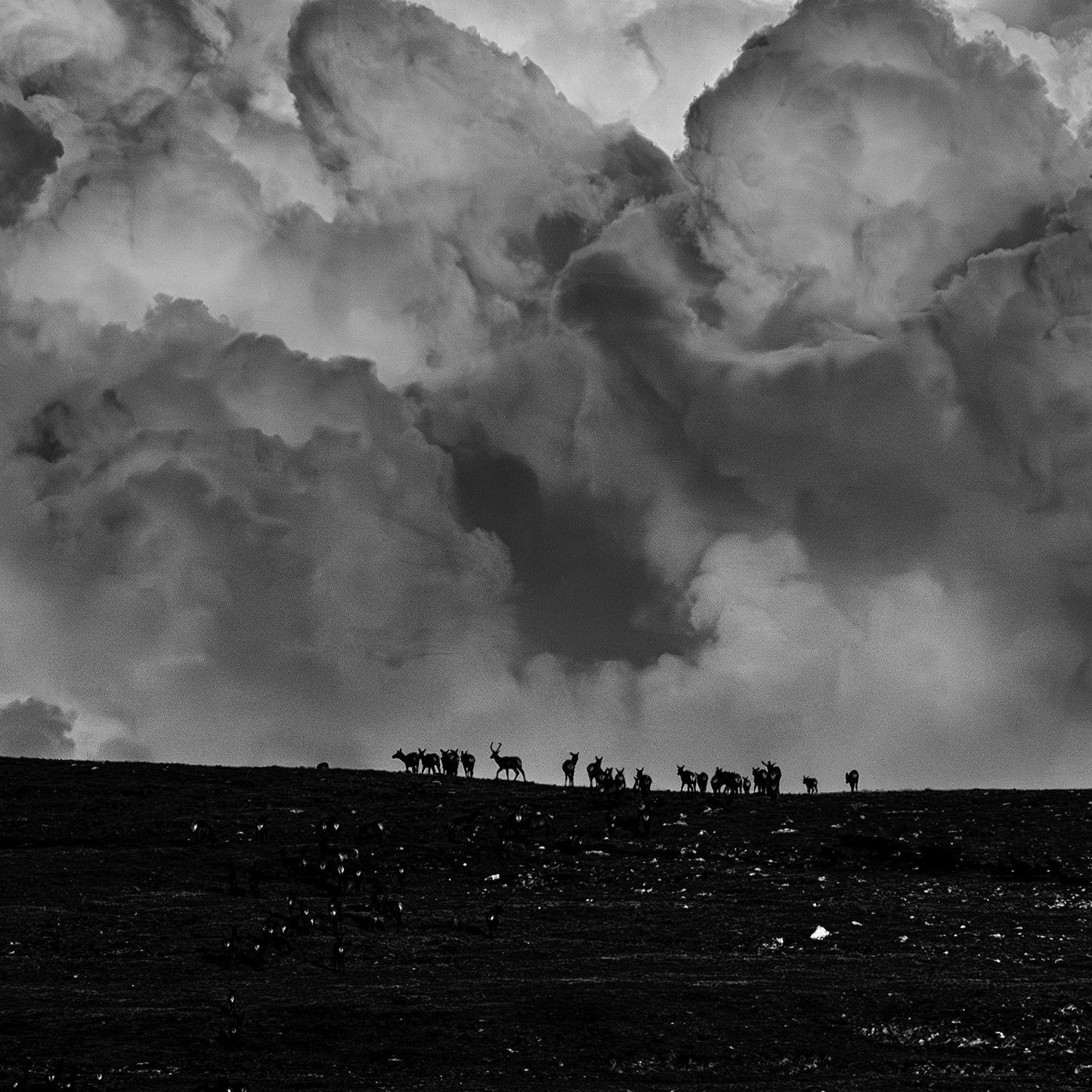 Elk In The Clouds