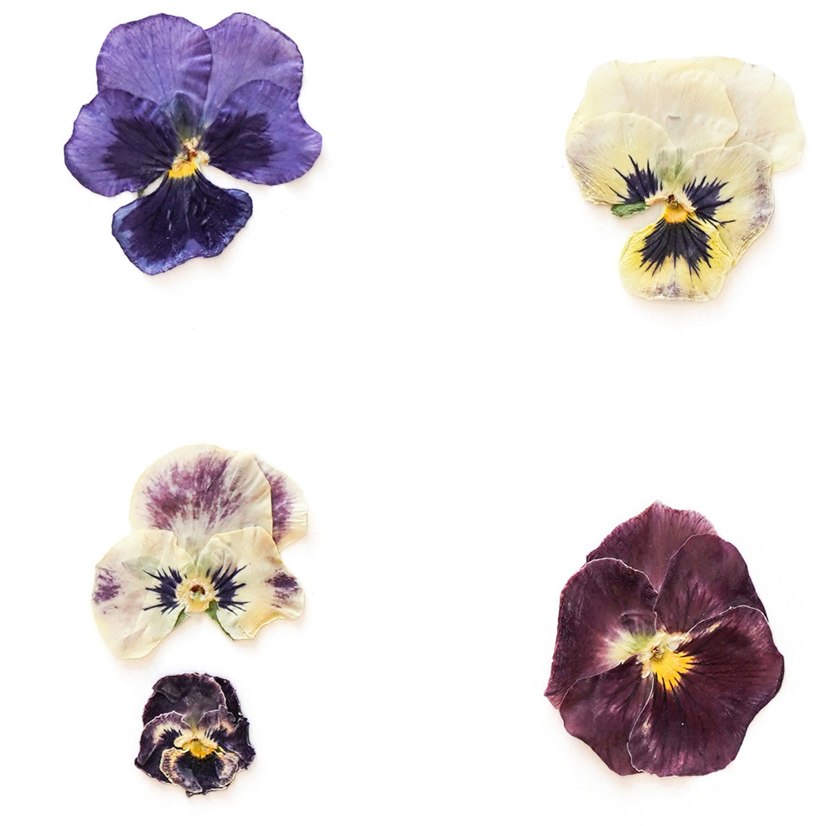 February Violet Pressed Floral Custom Name Print