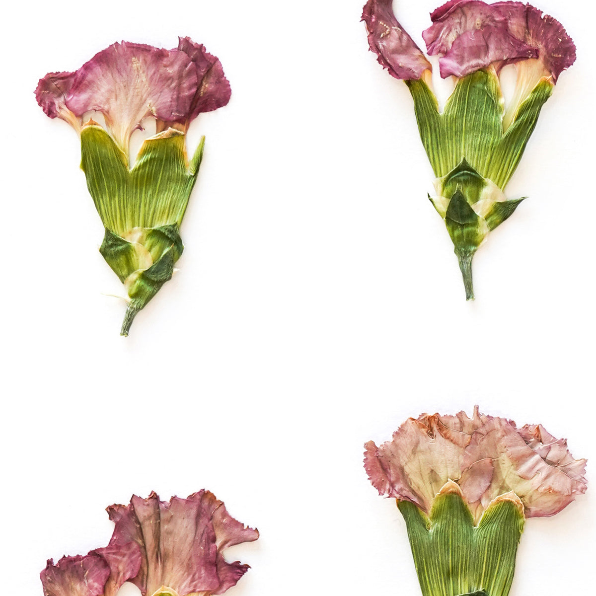 January Carnation Pressed Floral Custom Name Print