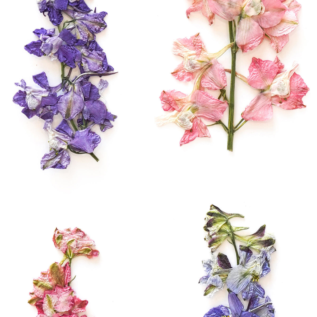 July Larkspur Pressed Floral Custom Name Print