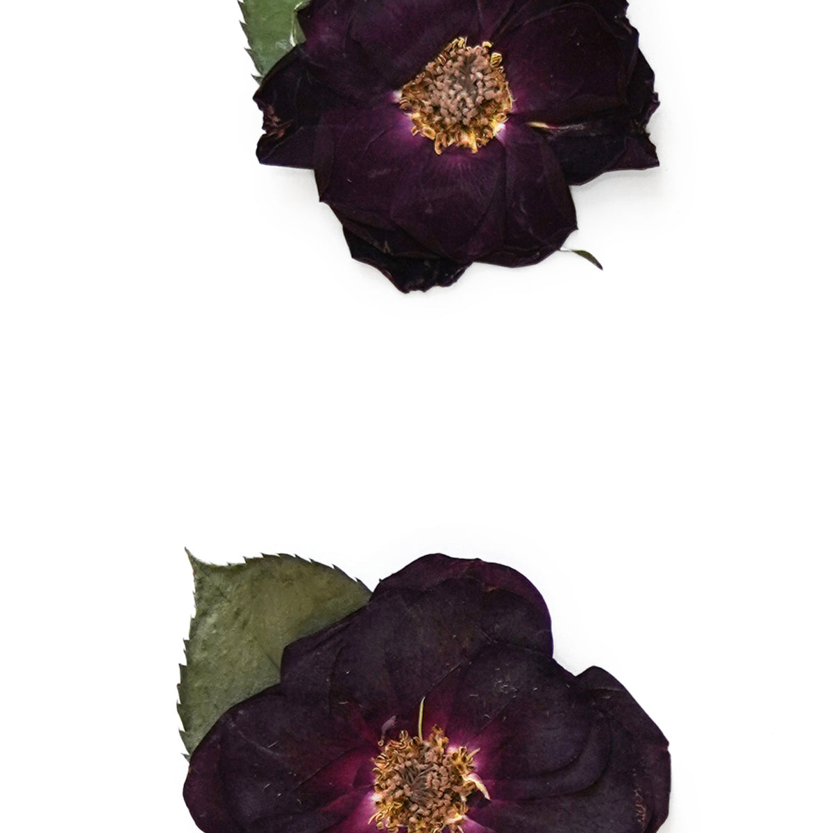 June Rose Pressed Floral Custom Name Print