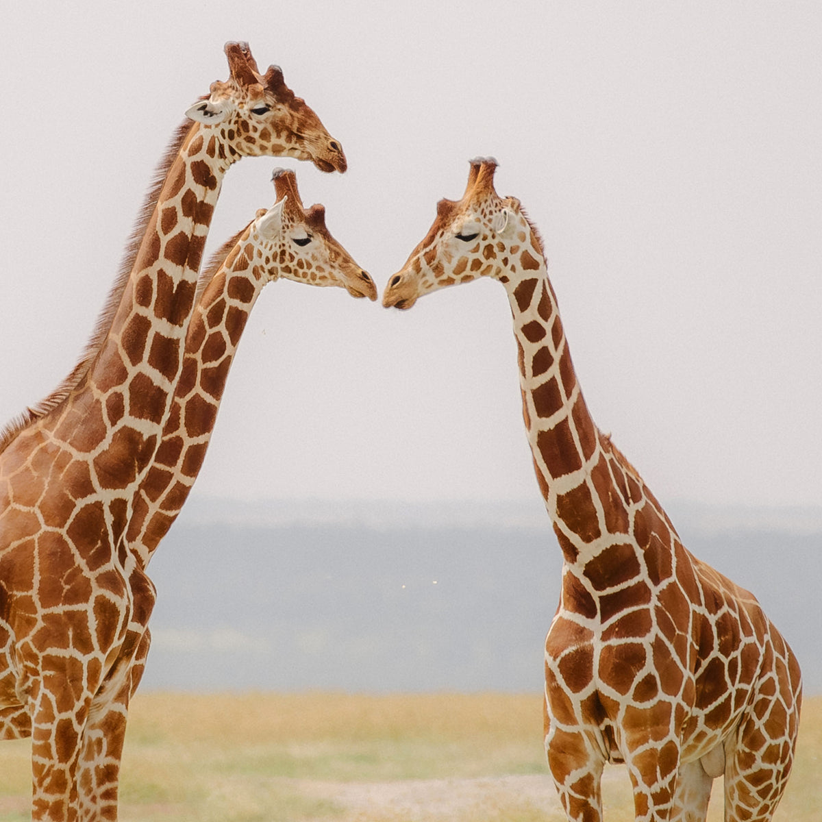 Close up of photo of three giraffes standing close together in a savannah setting