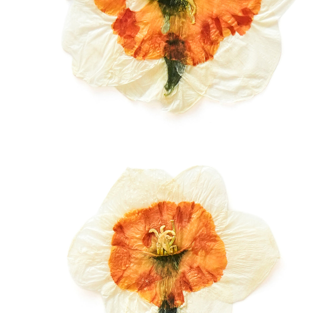 March Daffodil Pressed Floral Custom Name Print