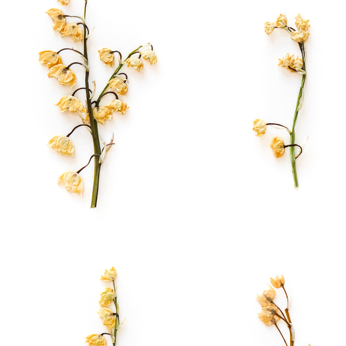 May Lily Of The Valley Pressed Floral Custom Name Print