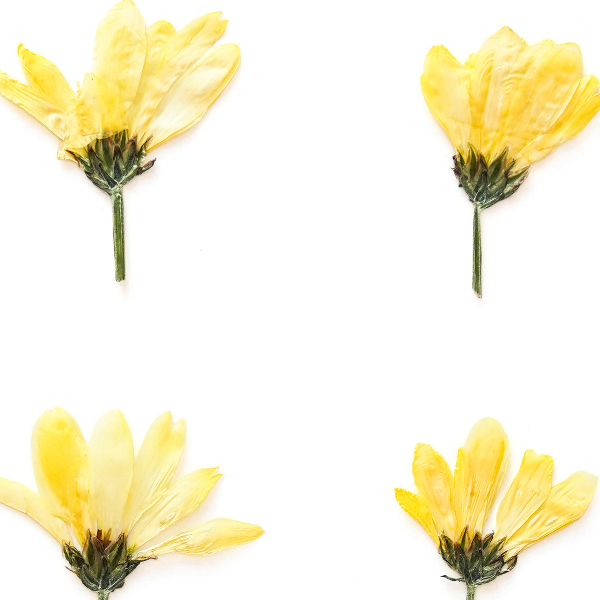 November Chrysanthemum Pressed Floral Custom Name Print