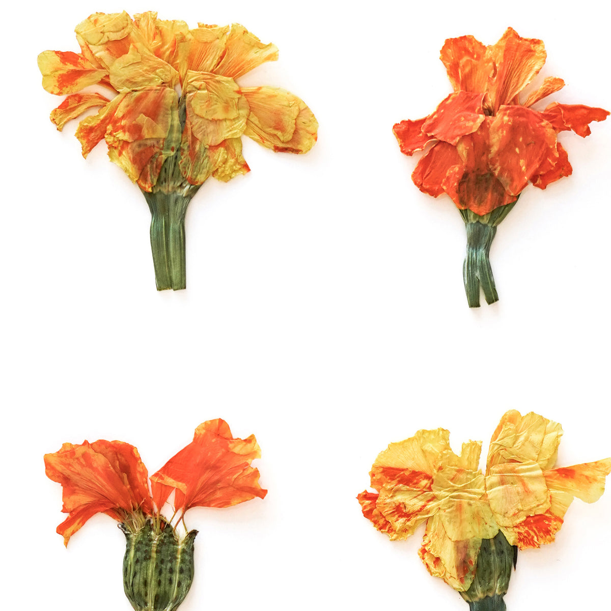 October Marigold Pressed Floral Custom Name Print