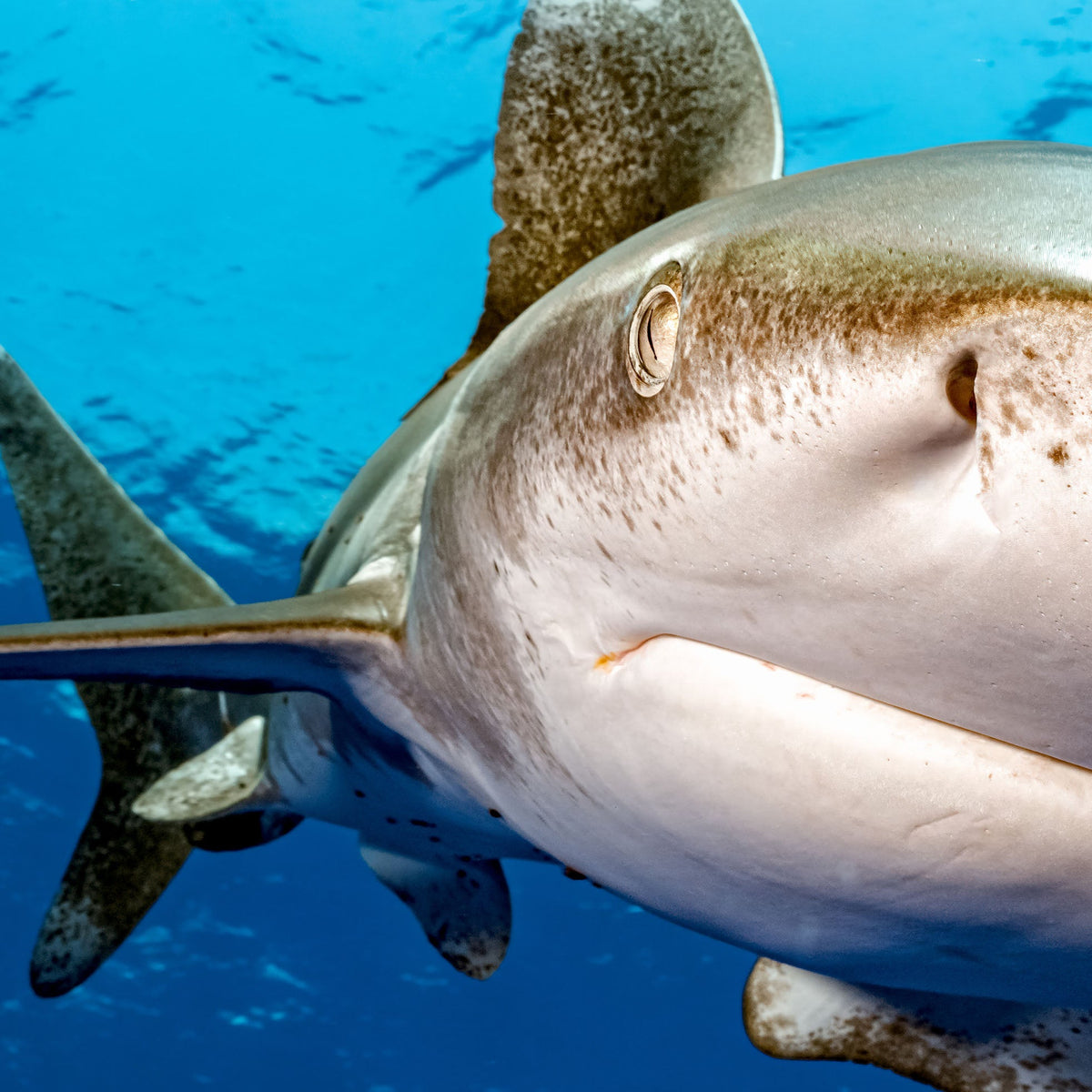 Close-up of a shark swimming in clear blue water