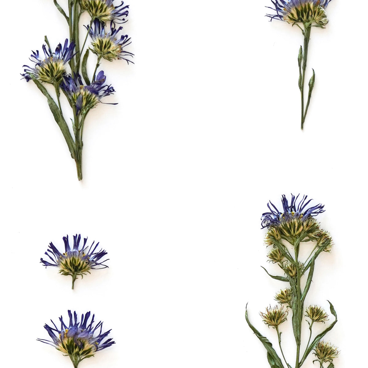September Aster Pressed Floral Custom Name Print