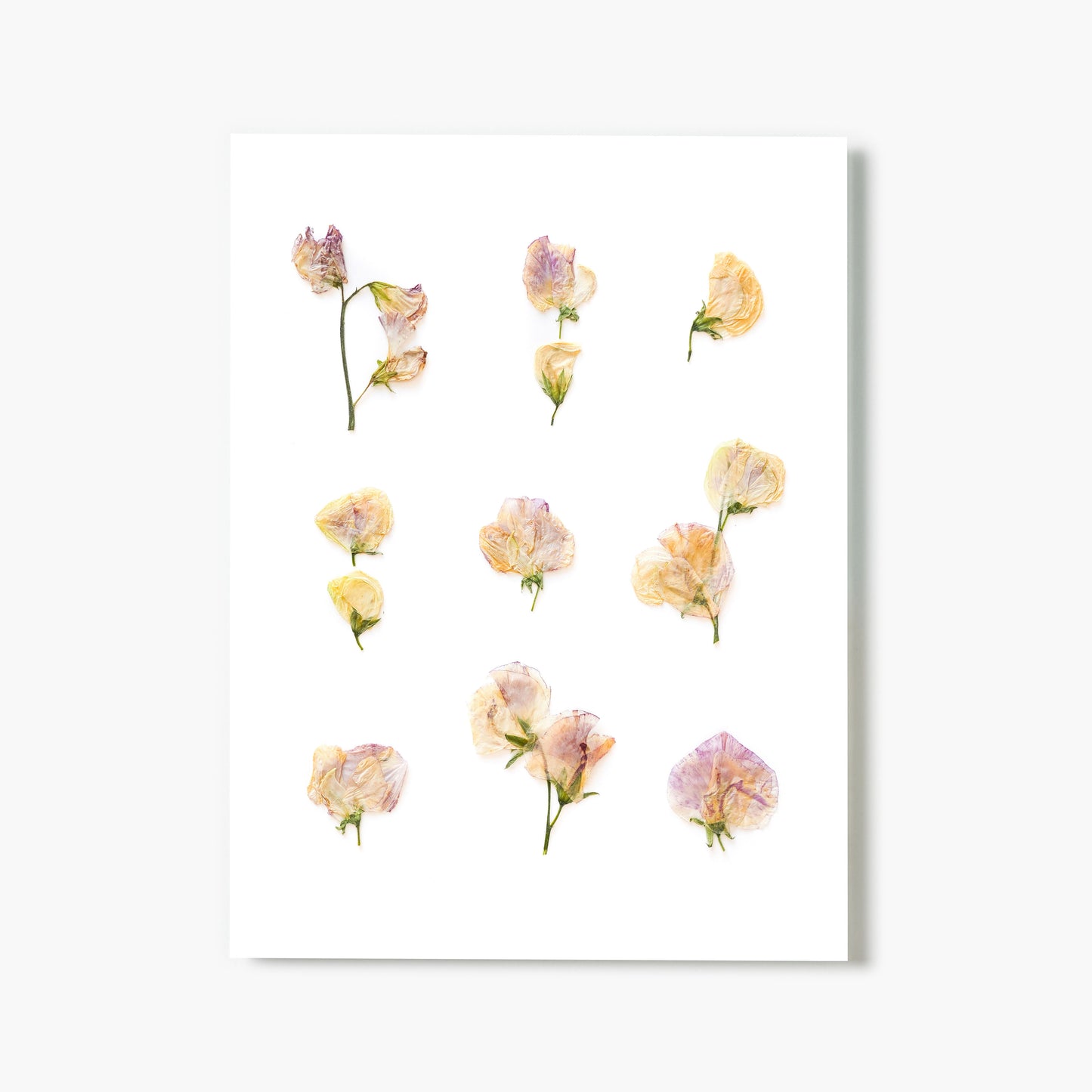 April Sweet Pea No. 2 Pressed Floral Print