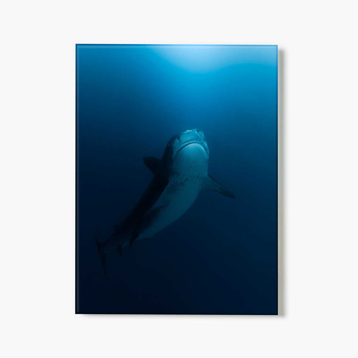 A glass print of a shark swimming upward in the deep blue ocean