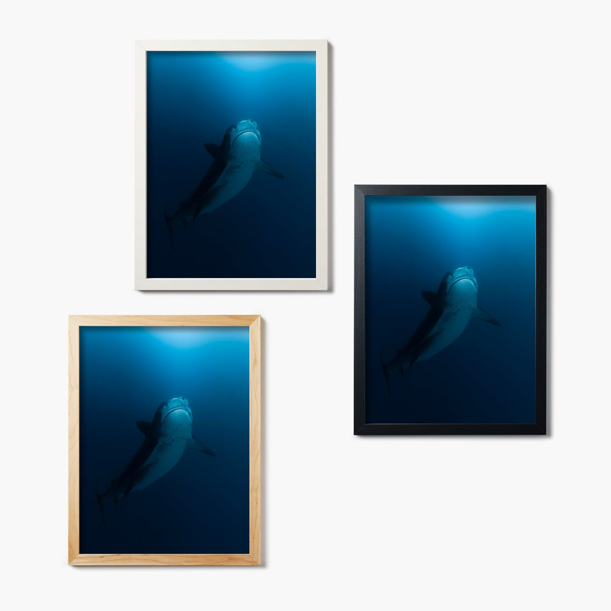 Three framed pictures of a shark swimming underwater on a white background