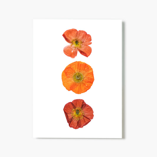 August Poppy No. 2 Pressed Floral Print