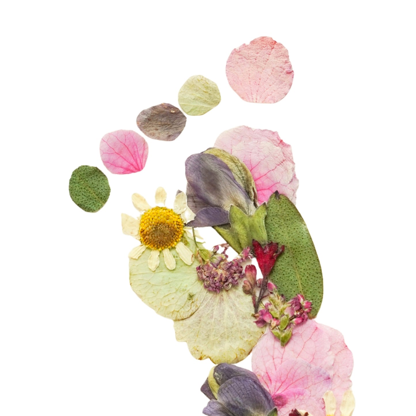 Baby Blooms Blush Meadow Pressed Floral Print