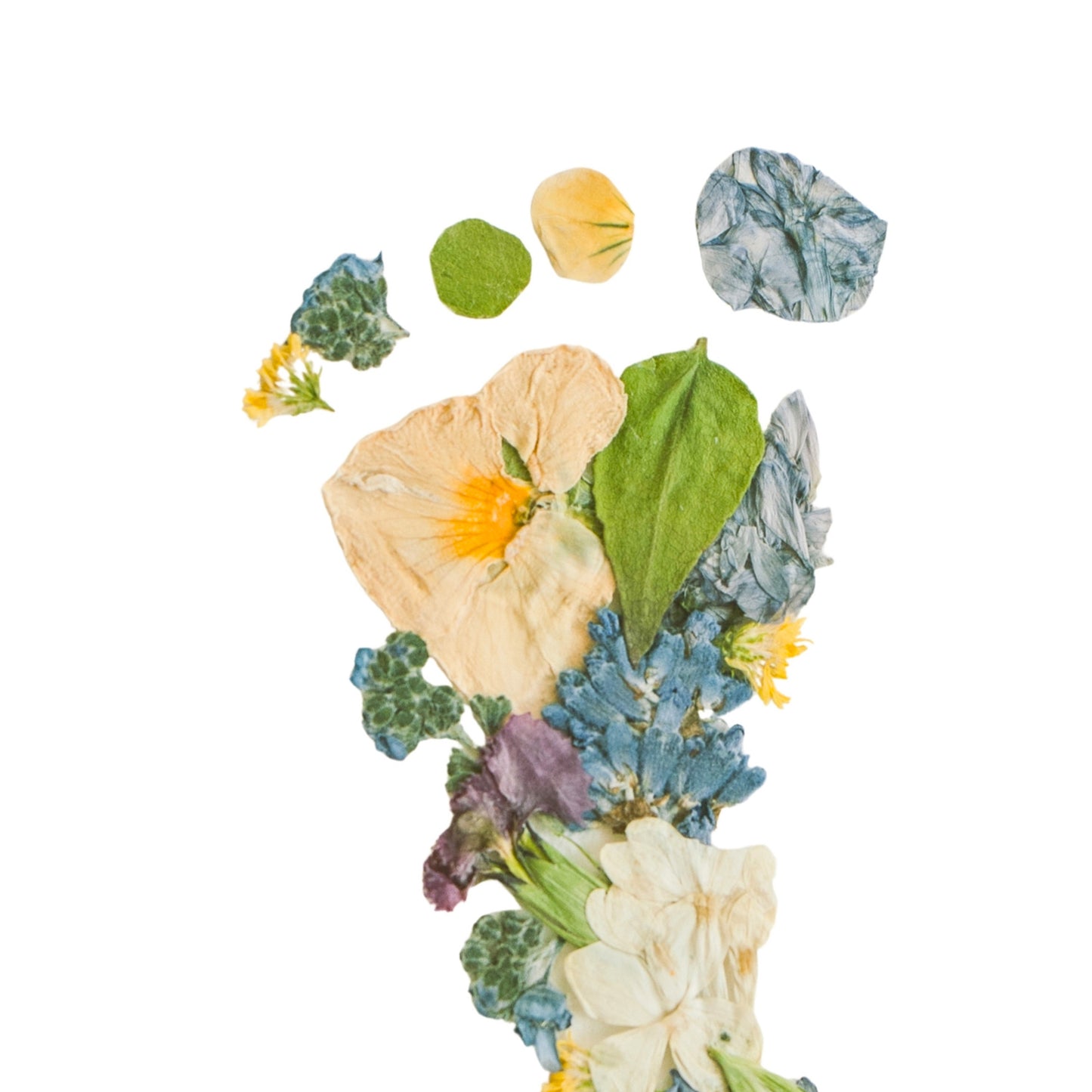 Baby Blooms Garden Tide Pressed Floral Print