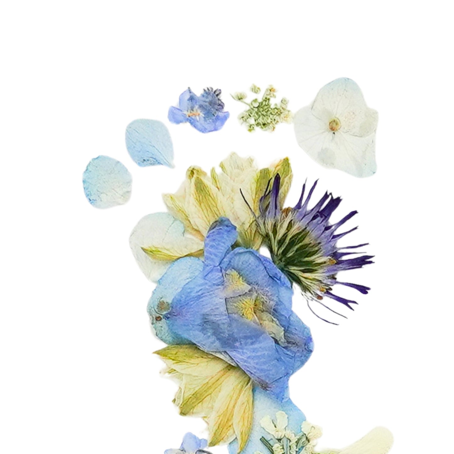 Baby Blooms Soft Sky Pressed Floral Print