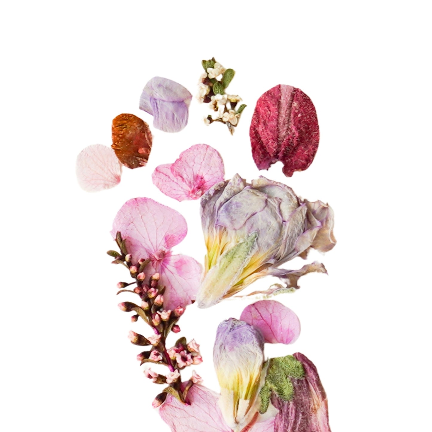 Baby Blooms Sweet Berry Pressed Floral Print