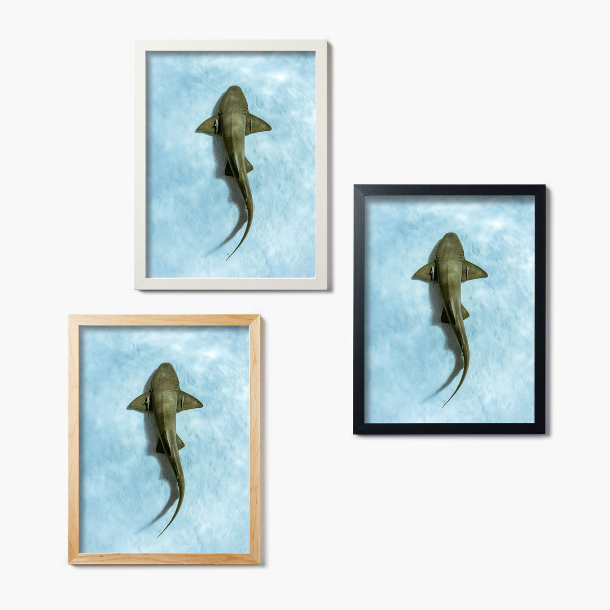 Three framed glass prints of sharks above sand on a white background