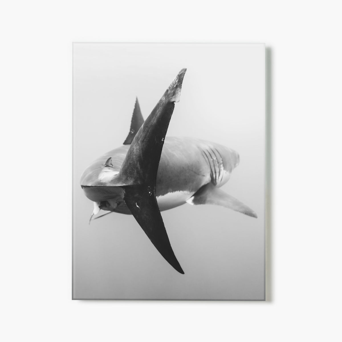 Glass print of a black and white photo of a shark underwater, swimming away