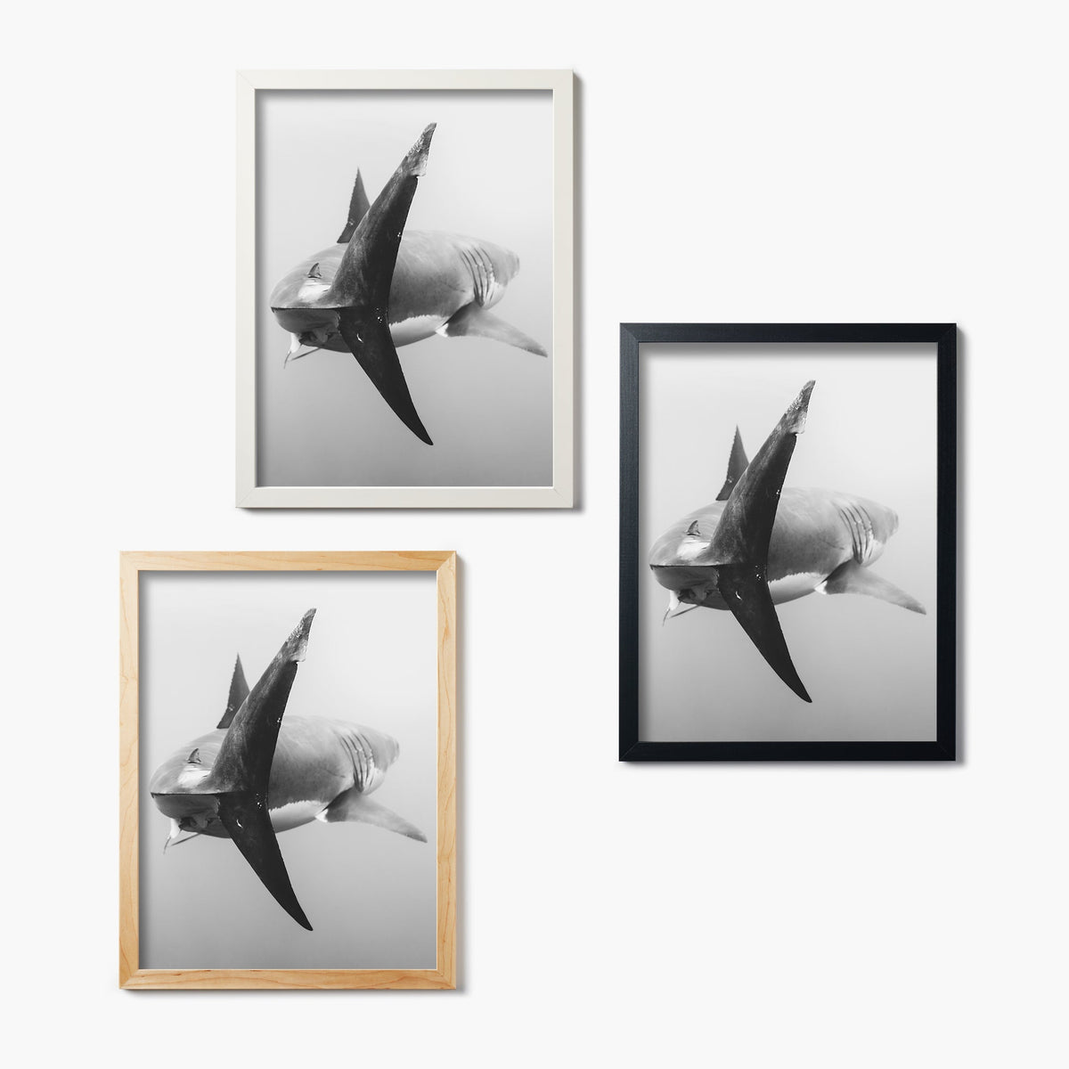 Three framed, black and white glass prints of a shark swimming away on a white wall