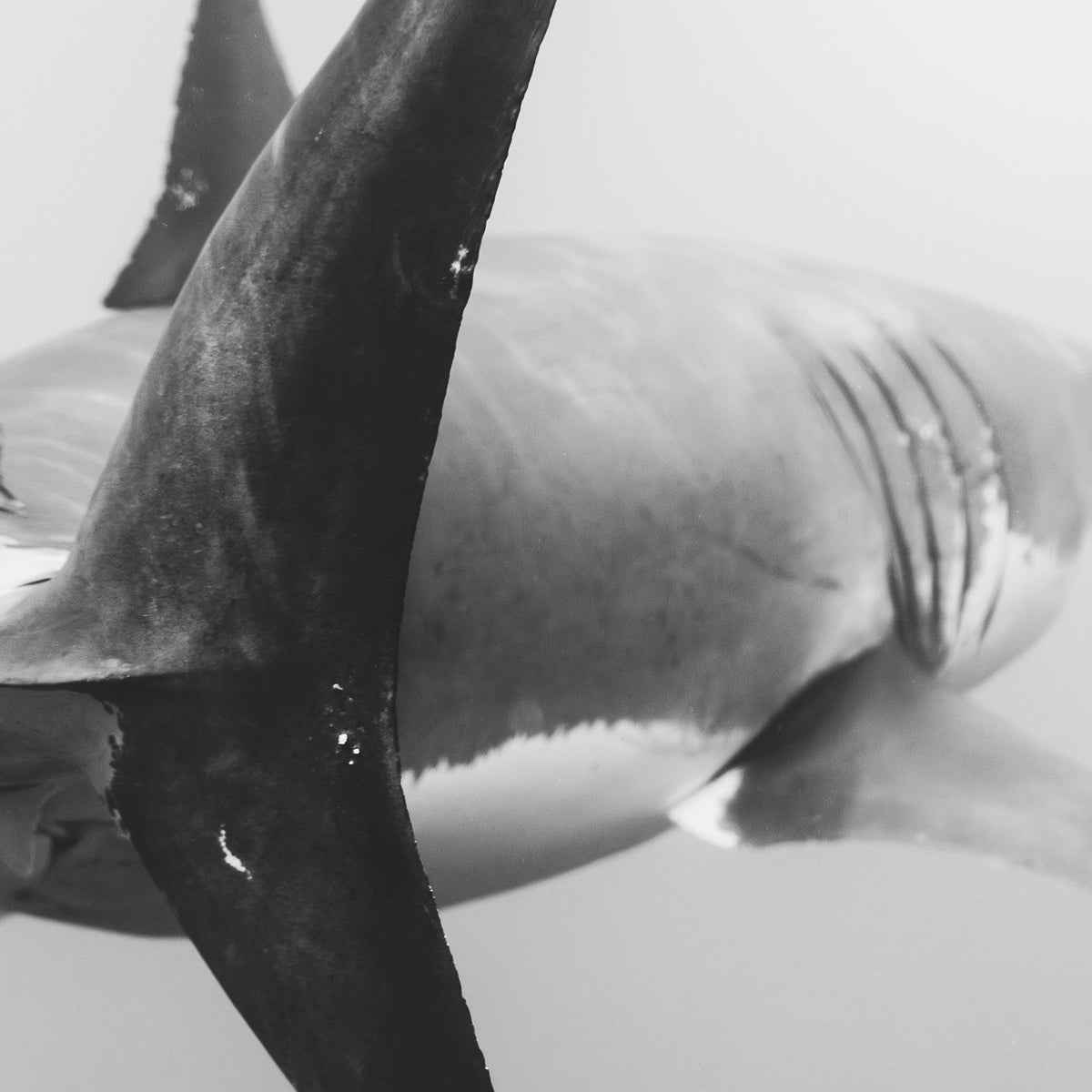 Close-up of a shark's fin with a blurred background in black and white