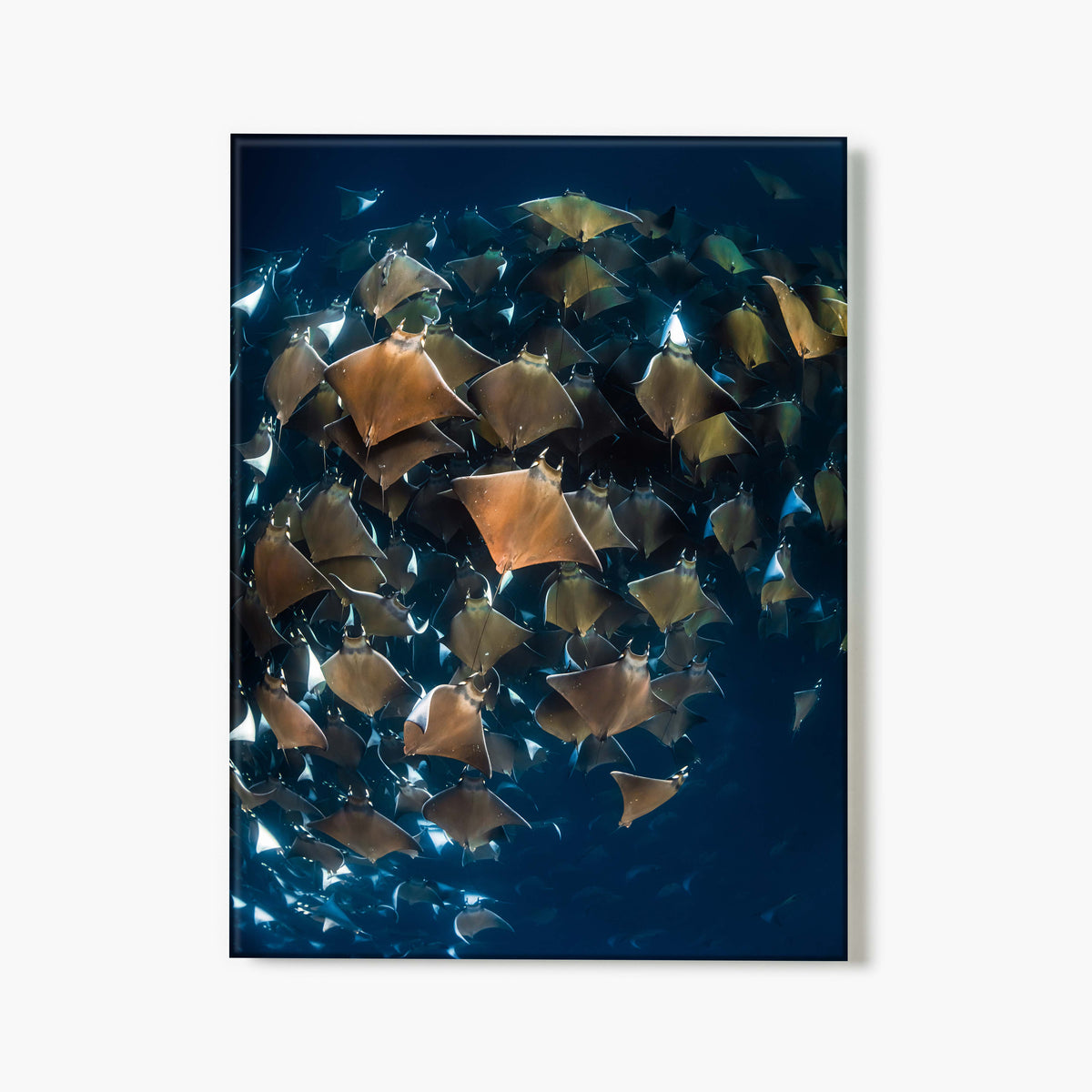A glass print of a group of devil rays swirling in the ocean with a blue background