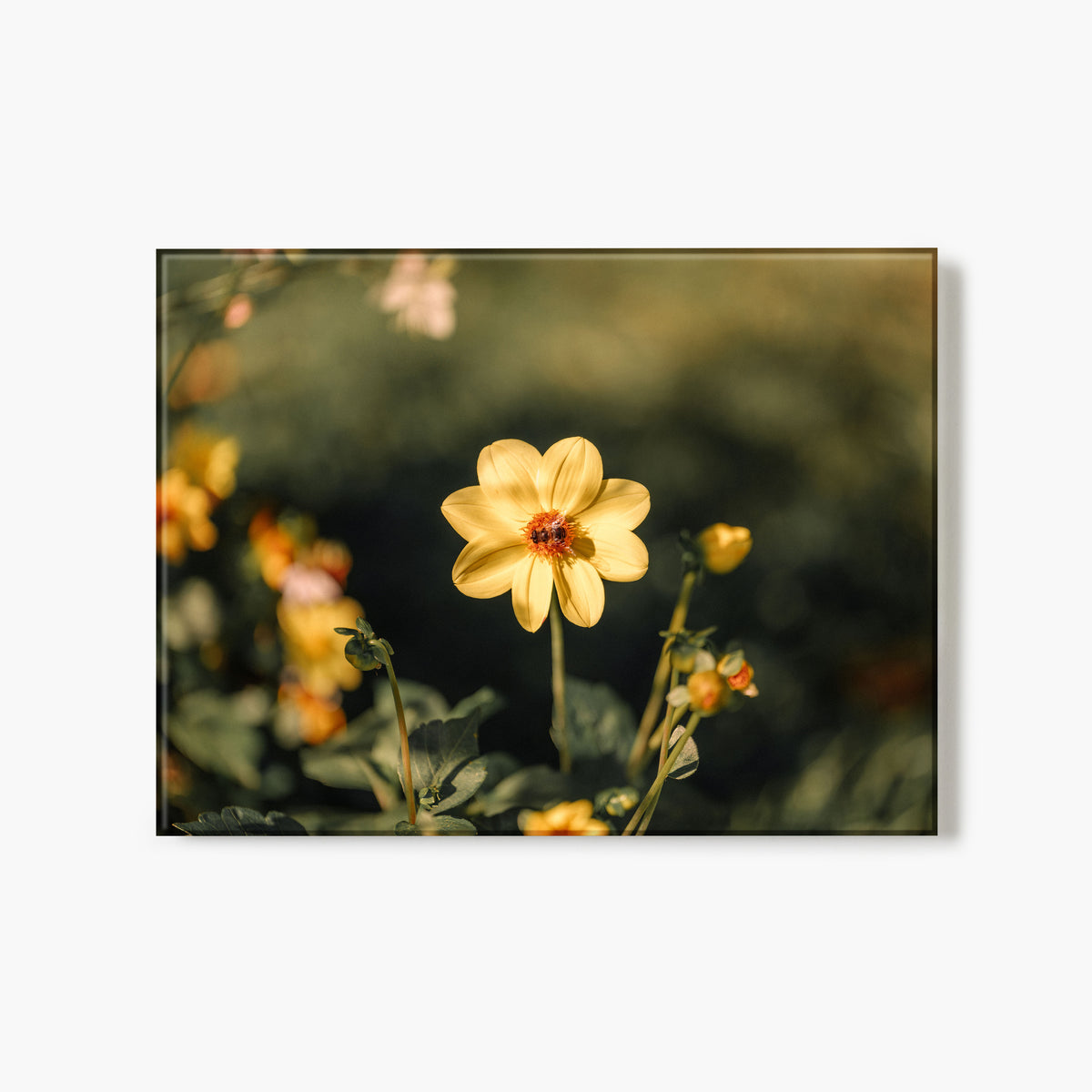 Glass print of a yellow flower with a bee in the center against a blurred green background