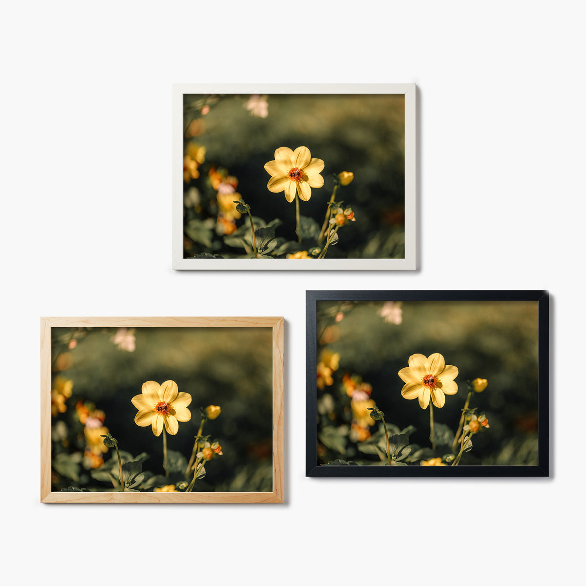 Three framed glass prints of a photo of a yellow flower with a bee at the center.