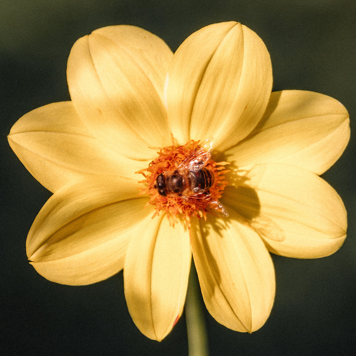 Close-up of a photo of a yellow flower with a bee sitting right in the center.