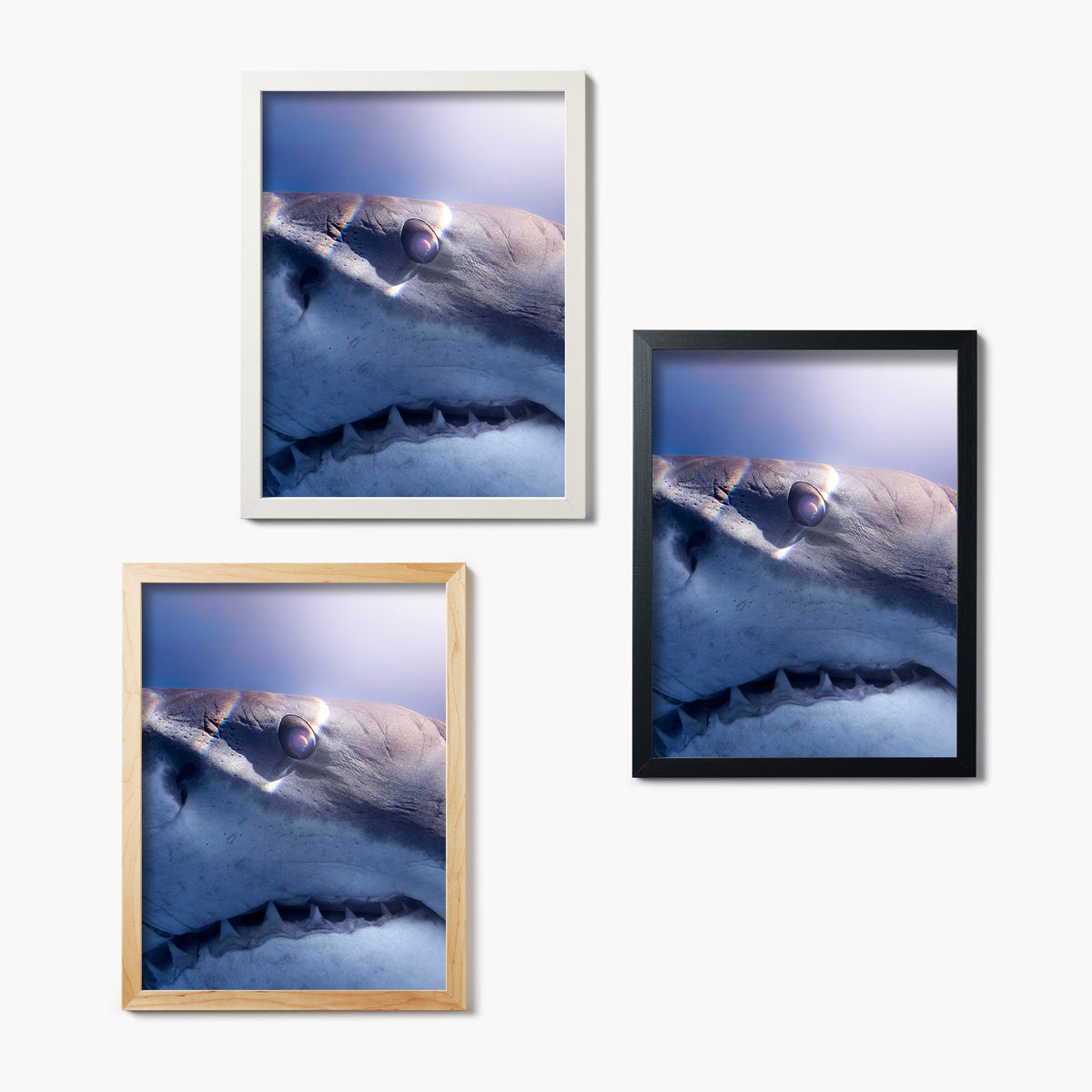 Three framed glass prints of a shark's face on a white background