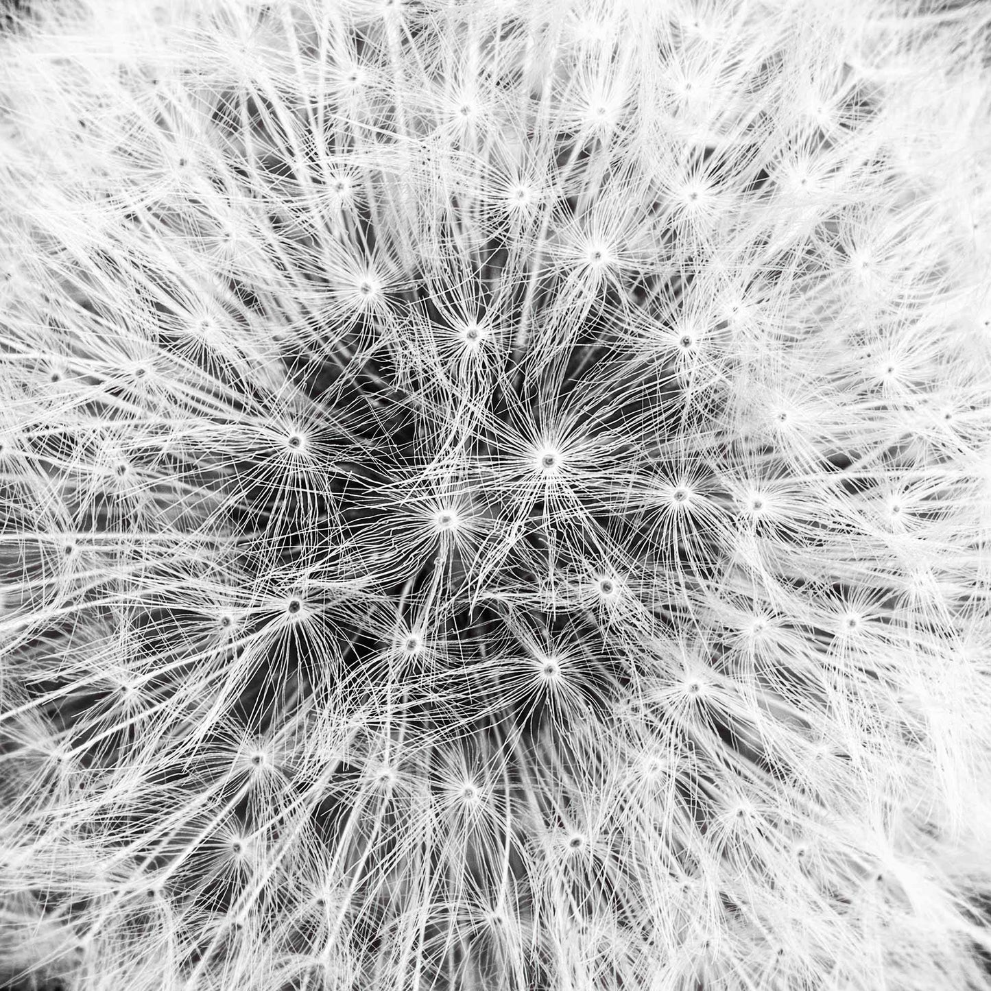 Dandelion on Black I