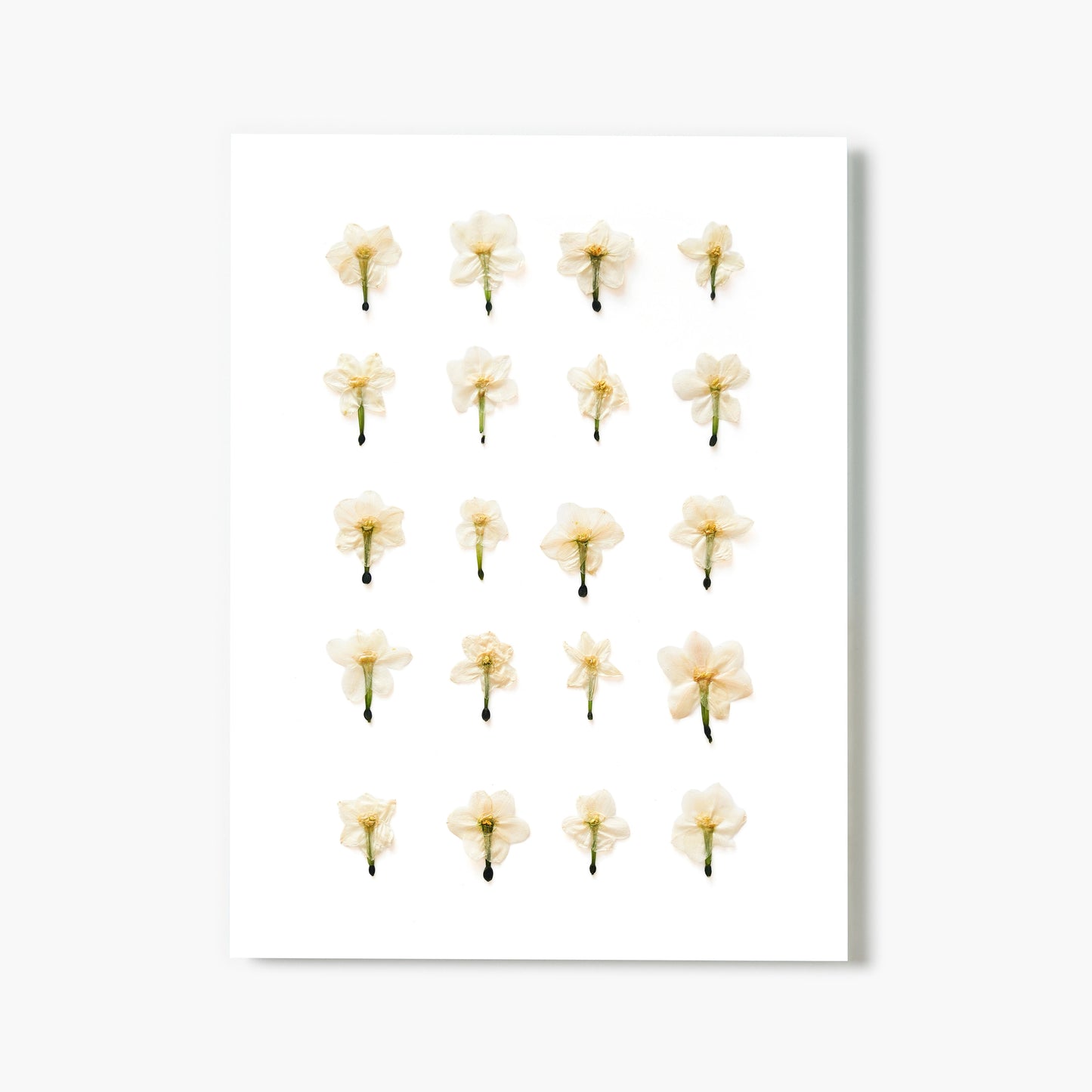 December Narcissus No. 2 Pressed Floral Print