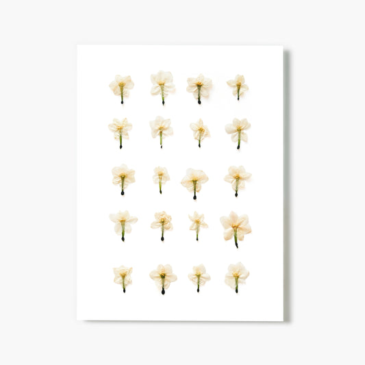 December Narcissus No. 2 Pressed Floral Print