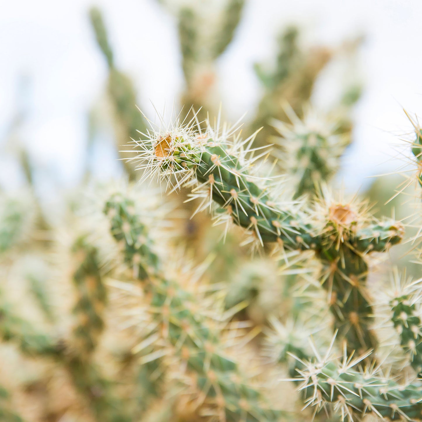 Desert Details