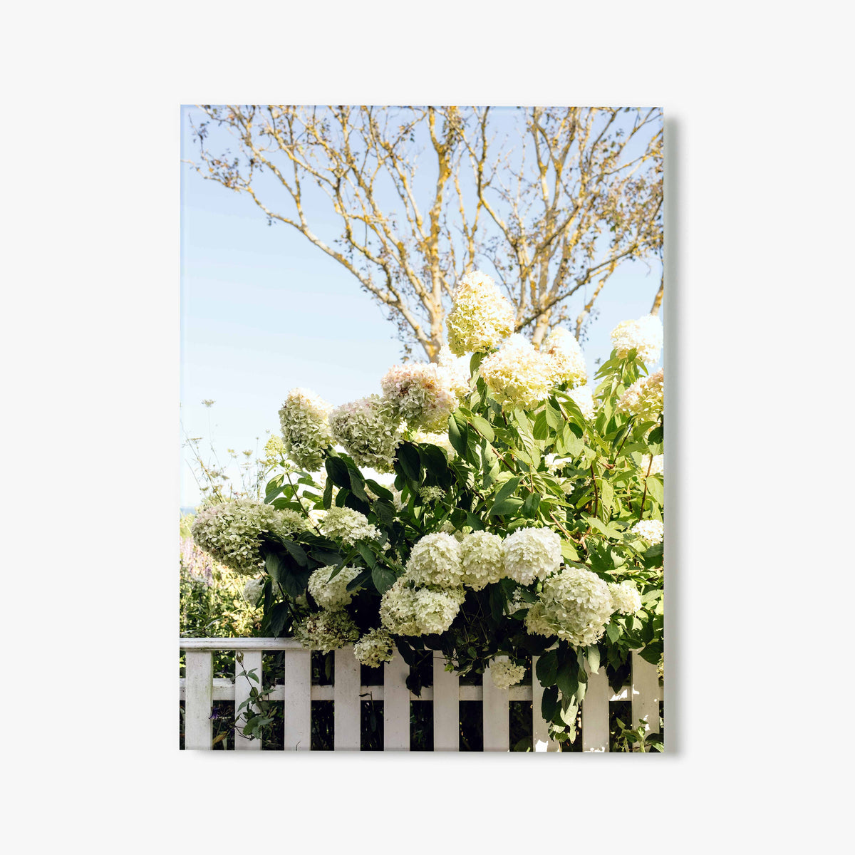 Glass print of white hydrangeas growing over a white picket fence and tree in the background