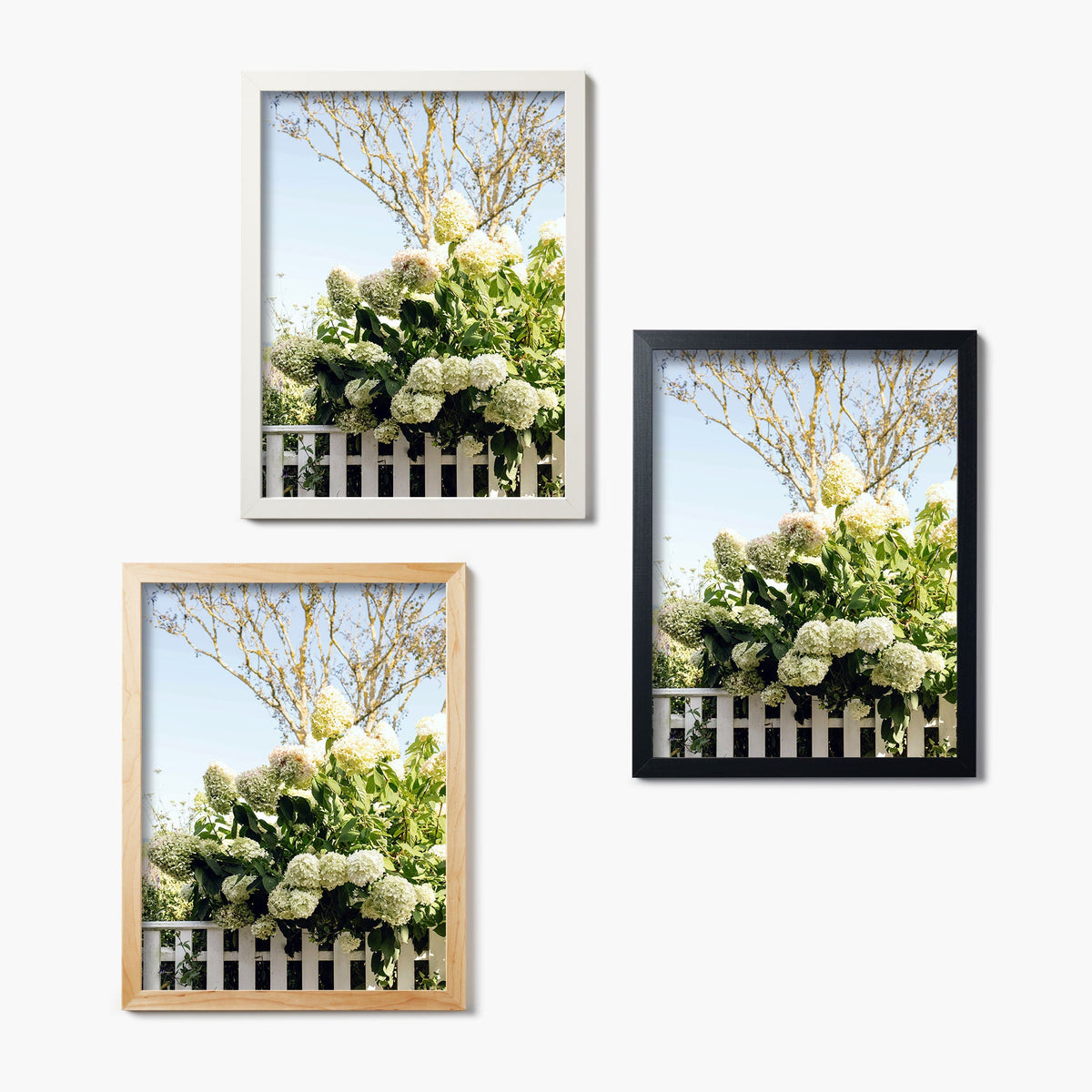 Three framed glass prints of a garden scene with white flowers and a picket fence on a white background.