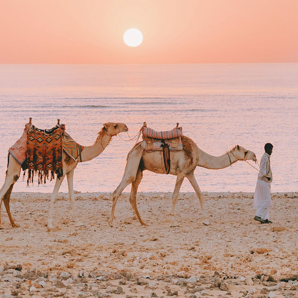 Close up of photo including two camels with saddles being led by a person on a sandy beach at sunset.