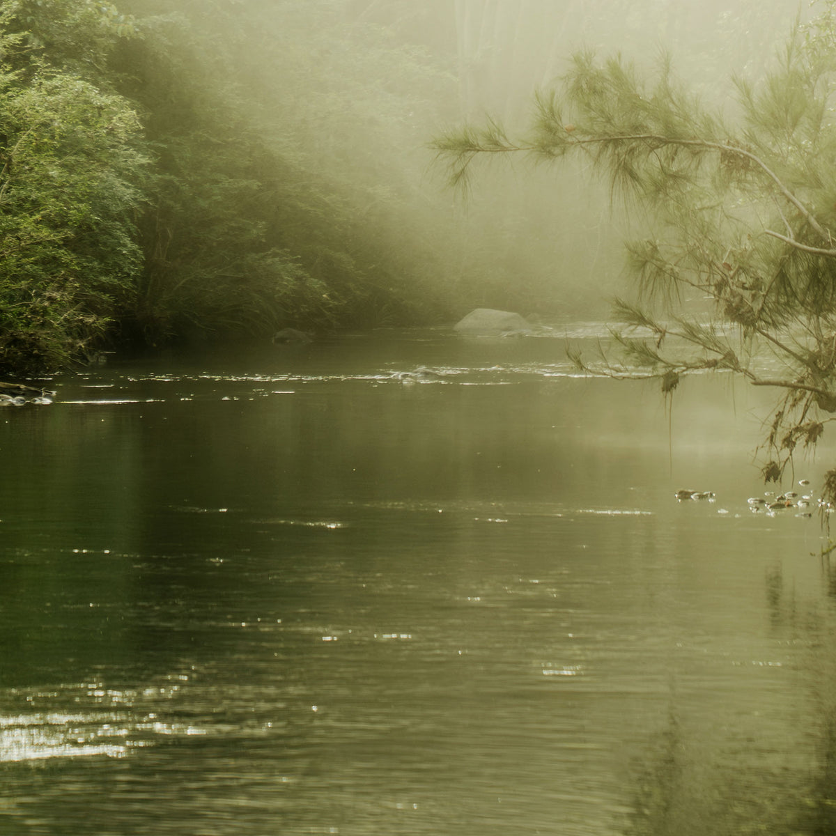 Close-up of a misty forest scene with a calm lake