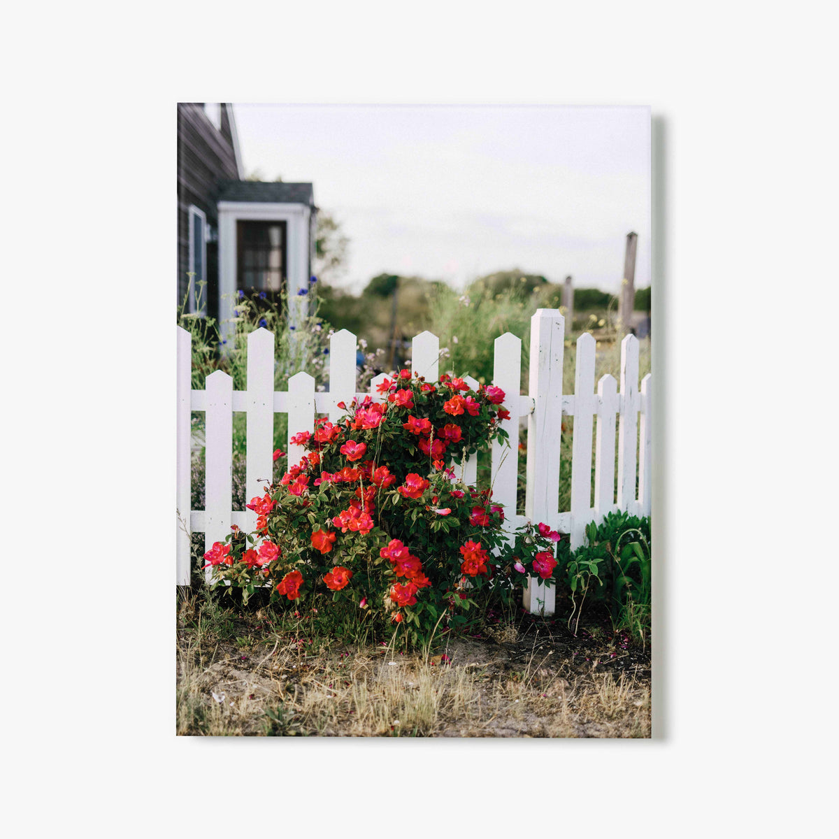 Glass print of red flowers in front of a white picket fence with a house in the background