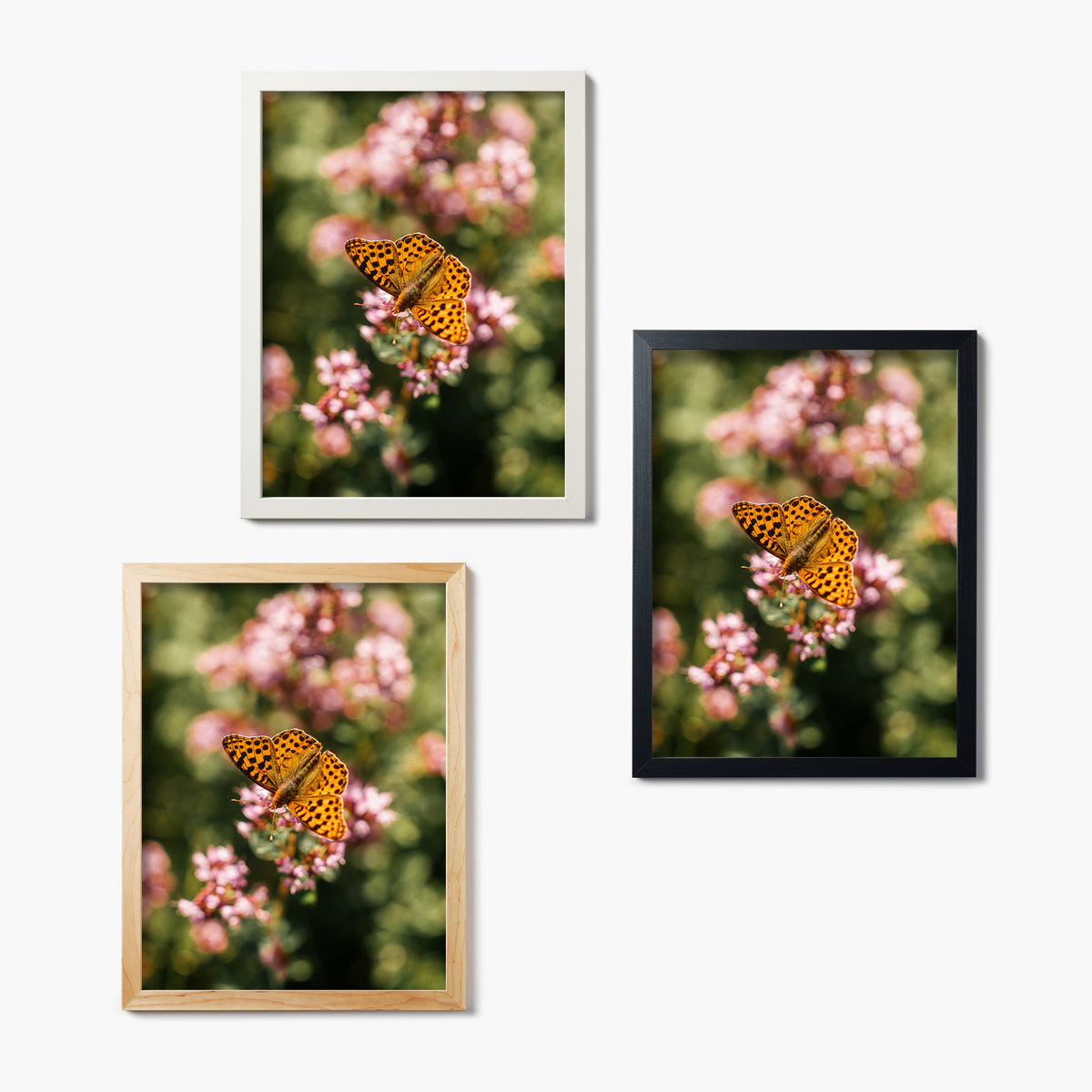 Three framed glass prints of a butterfly on flowers against a white background