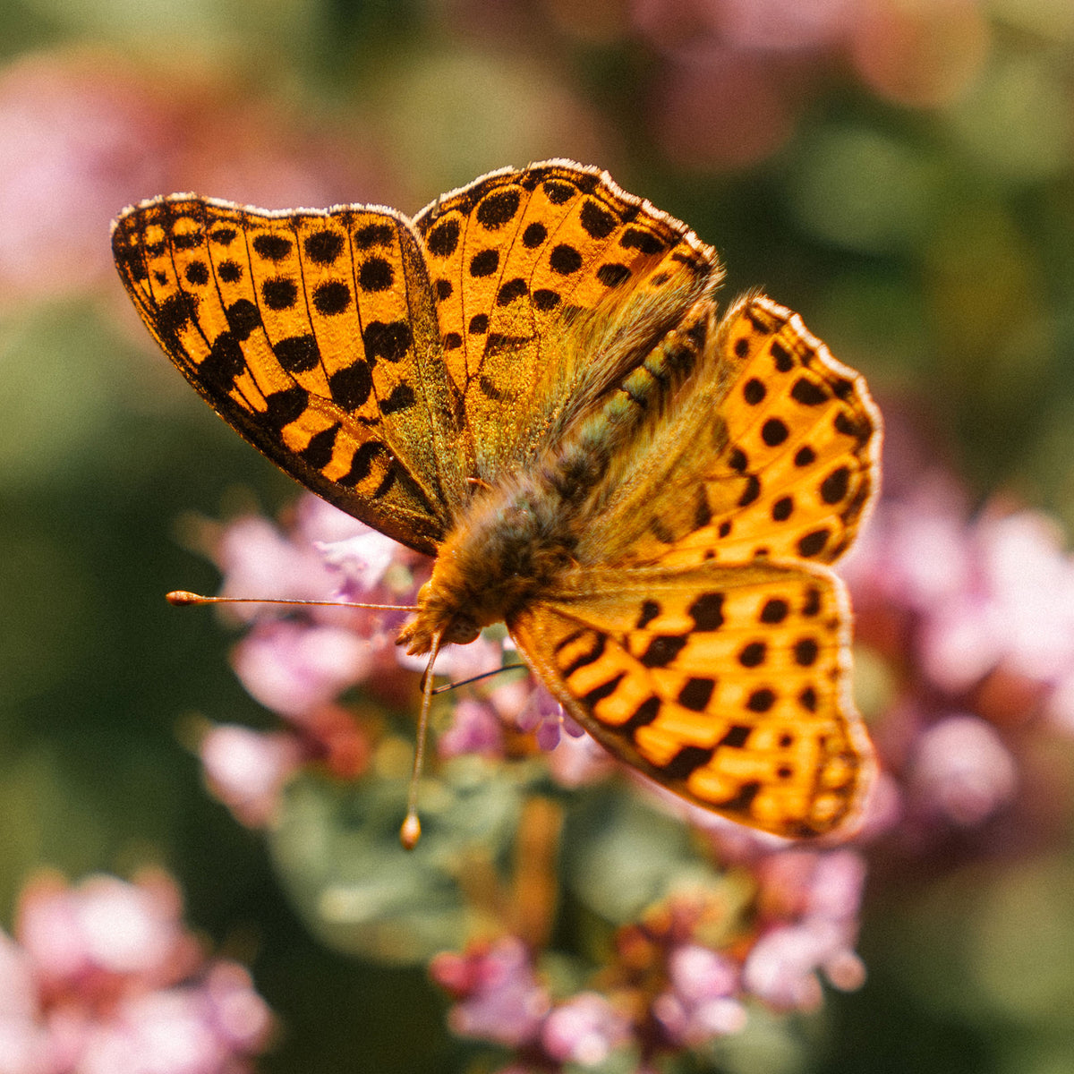Close-up of butterfly with orange and black spots on a blurred natural background